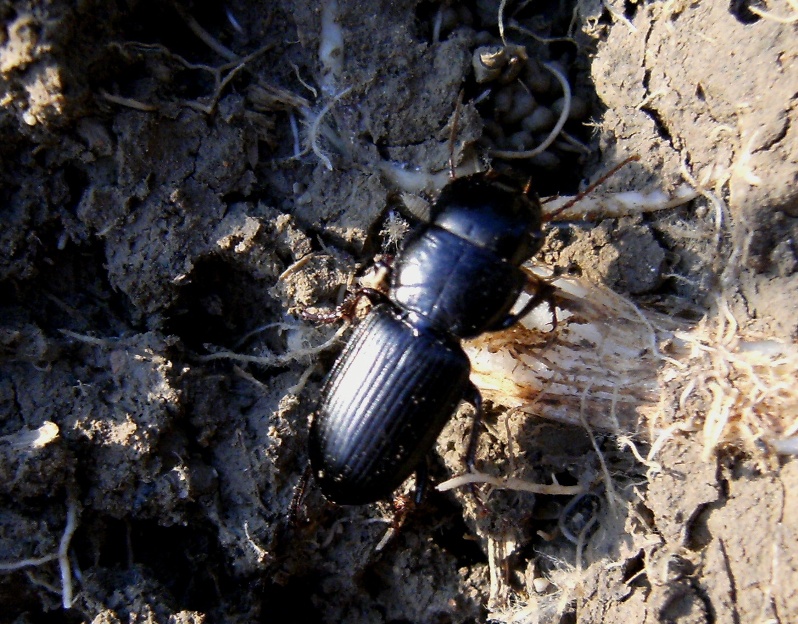 Carabidae vegetariano - Acinopus megacephalus